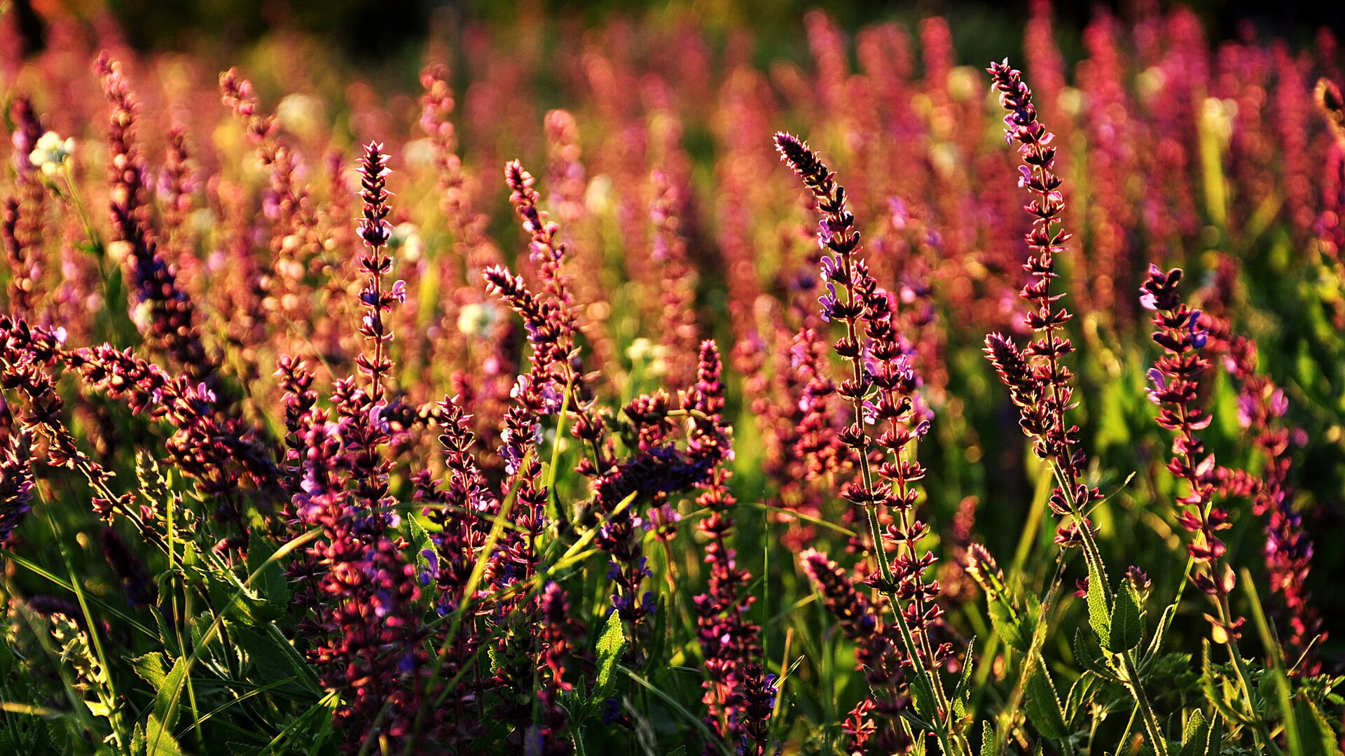 手术刀与堡垒，恩佐的穿透性艺术如何瓦解几内亚的钢铁防线