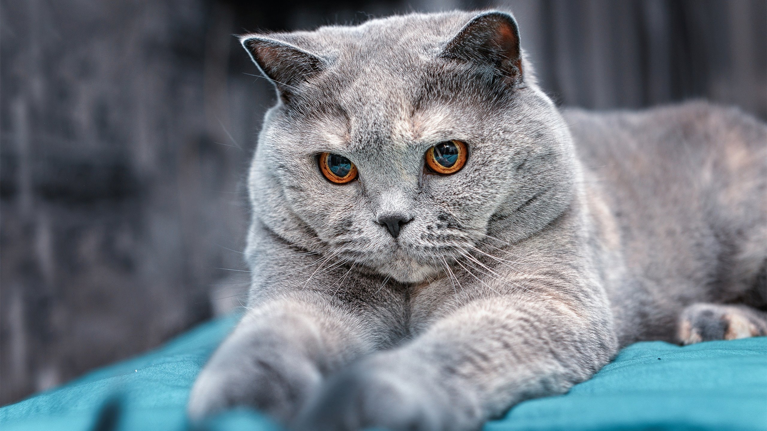 末节之神降临广州！保罗19分导演篮网逆转广东惊天一战