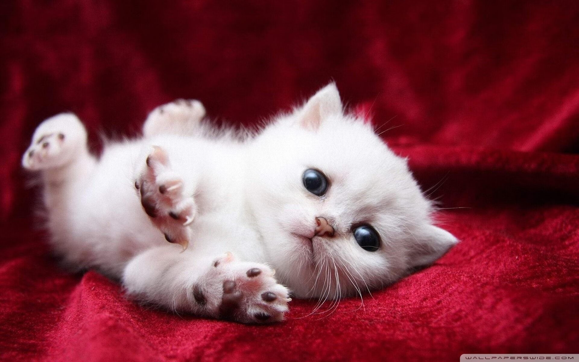 篮球火，杰伦格林41分燃爆休斯顿，辽宁三分雨浇灭上海